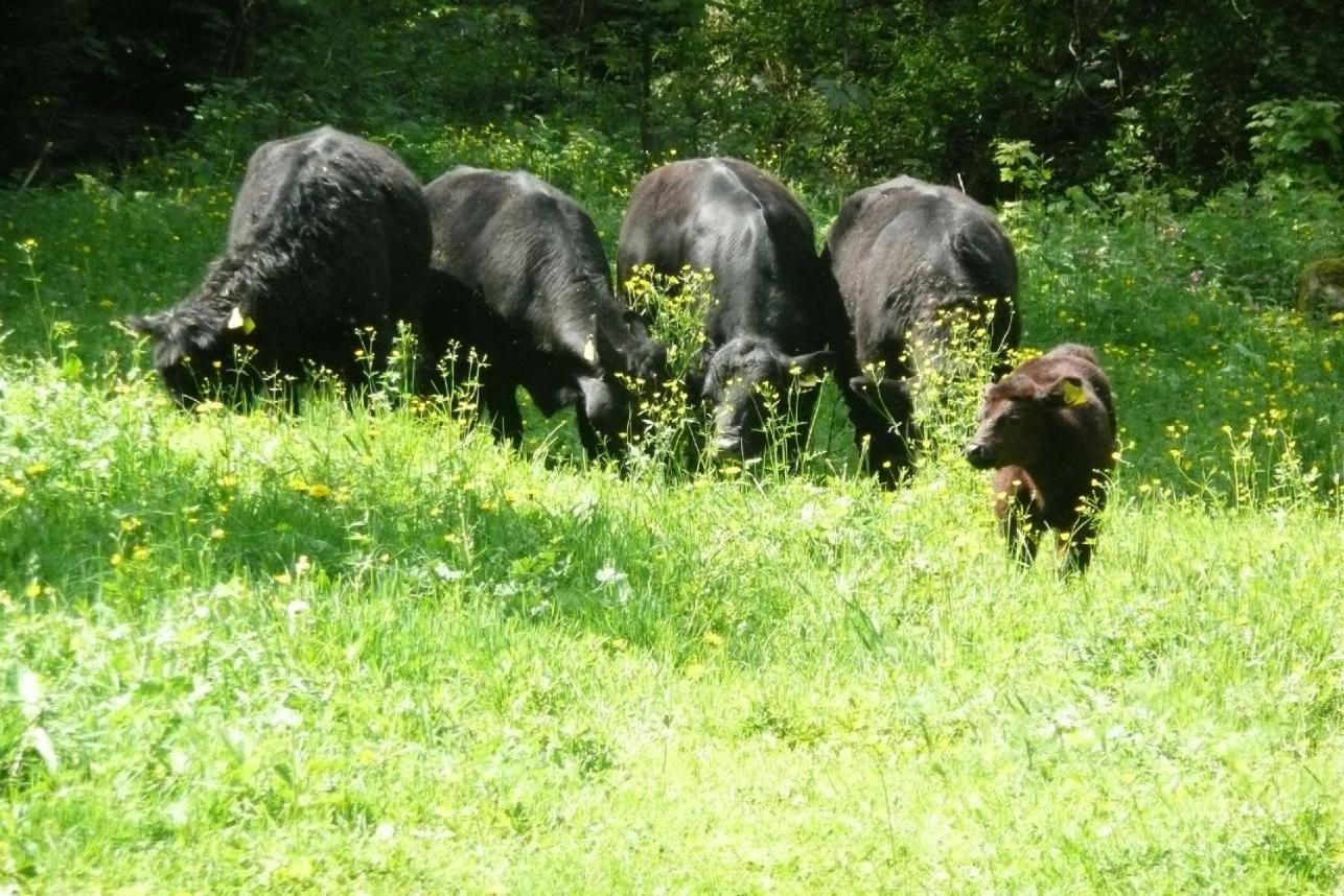 Landhotel Untere Kapfenhardter Muehle Unterreichenbach Dış mekan fotoğraf